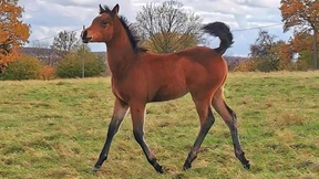 Pferdezüchter bangt um ein gestohlenes Fohlen