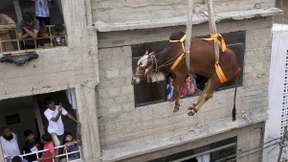 Hier fliegt die Kuh!