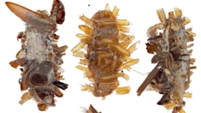 Der Tod steht ihr gut 