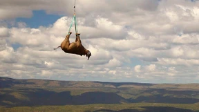 Nashorn-Umsiedlung per Hubschrauber