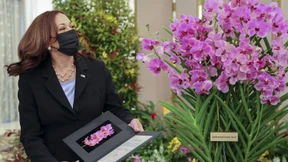 Orchidee nach US-Vizepräsidentin benannt