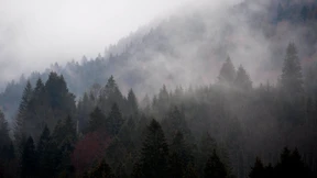 Von Menschen und Bäumen