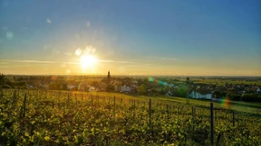 Das dreifache Rätsel von Kallstadt