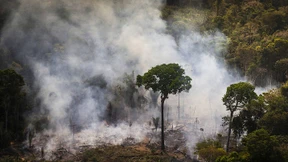 Rund ein Drittel der Baumarten ist vom Aussterben bedroht