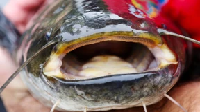 Raubfisch macht Jagd auf Küken