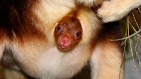 Seltenes Baumkänguru-Baby steckt erstmals Kopf aus Beutel