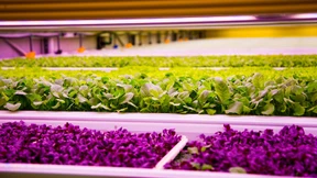 So könnte die Ernährung der Zukunft aussehen