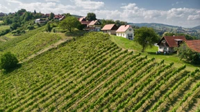 Ein Rosé namens Schilcher