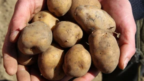 Das Trauma Gentechnik