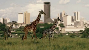 Auslandsinvestitionen: Fördern statt fordern