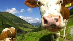 So gefährlich sind EU-Politik und Zwergschlammschnecken