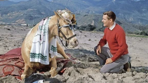 Tausche schlaues Pferd gegen doofes Pronomen