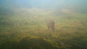 „Hotspot“ der Luchse größer als gedacht