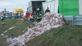 Fast 700 Ferkel notgeschlachtet