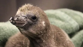 Gleichgeschlechtliches Pinguin-Paar bekommt Nachwuchs