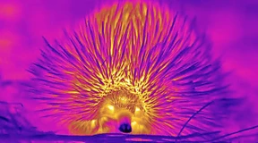 Dieser Igel kann nicht schwitzen