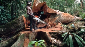 Was Wiederaufforstung bringt – und was nicht