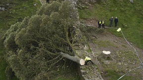 Aus „Robin Hood“ bekannter Baum in England illegal gefällt
