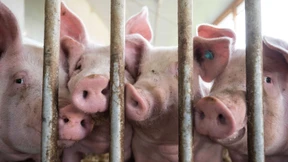 Aktivisten müssen nach Einbruch in Schweinefarm Strafe zahlen