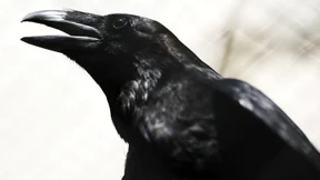 Vögel mit menschlichen Zügen