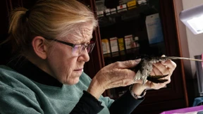 Frau Haupt verleiht Flügel