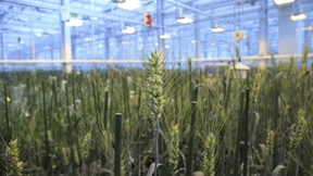 Moderner Weizen liefert weniger Mikronährstoffe