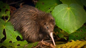 „Rettet diesen misshandelten Kiwi“