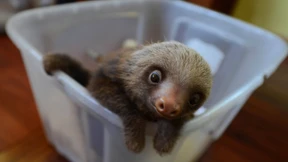 Die Zen-Meister des Regenwalds