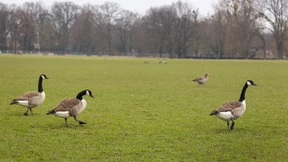 Die Gänse sind nicht das einzige Problem