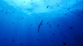 Ozeane heizen im Rekordtempo auf