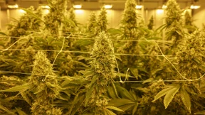 Schwarz-Grün uneinig über Cannabis-Politik