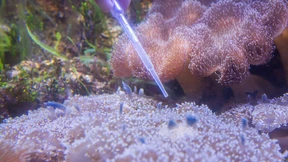 „Quallen sind kalorienarm und gesund“