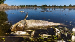 Polen schließt auch Schwermetalle als Ursache für Fischsterben aus