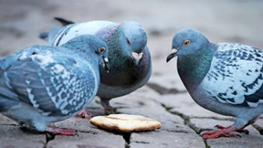 Warum Wiesbaden seine Tauben sterilisieren lässt