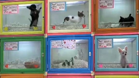 Wackelkontakt und Wespentanz <br>Mainzer Kunststudenten auf „blinkvideo.de“