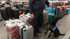 Zollhunde spüren 13 Kilogramm Kokain auf