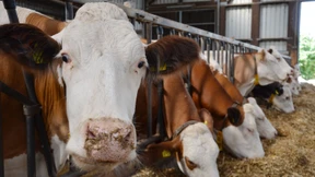 Deutsche Milch für China und Weißrussland