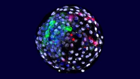 Was, wenn die Mischwesen geboren werden?