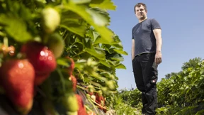 Scheint die Sonne, reifen die Erdbeeren