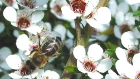 Das Wunder von Manuka