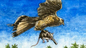 Beobachter in Nöten