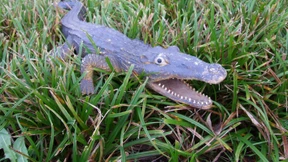 Plastikkrokodil sorgt für Polizeieinsatz