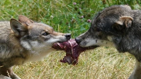 Wolf oder Hund: Wer reißt mehr Schafe?