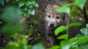 Erstmals wieder Wolfsnachwuchs im Rheingau