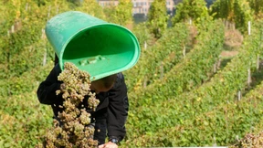 Schritt für Schritt zum Mindestlohn für Erntehelfer