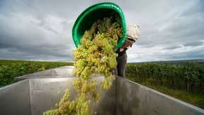 Den Trauben fehlte das Wasser