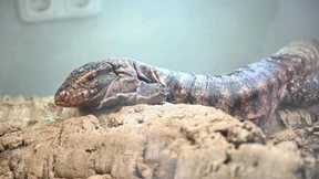 See you later Alligator