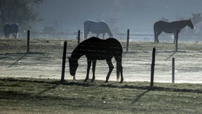 Feuerwehr rettet Pferd und findet Waffen