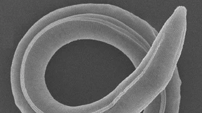 Fadenwürmer nach 46.000 Jahren aufgetaut – sie leben