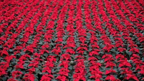 Frieda Freude bringt Glanz zum Fest